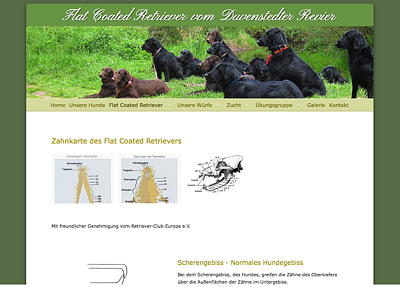Flat Coated Retriever vom Duvenstedter Revier – Flats aus Hamburg