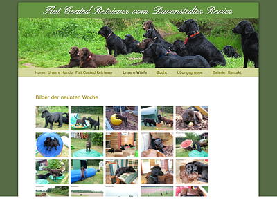 Flat Coated Retriever vom Duvenstedter Revier – Flats aus Hamburg