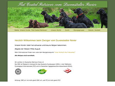 Flat Coated Retriever vom Duvenstedter Revier – Flats aus Hamburg