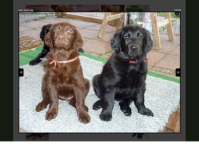 Flat Coated Retriever vom Duvenstedter Revier – Flats aus Hamburg