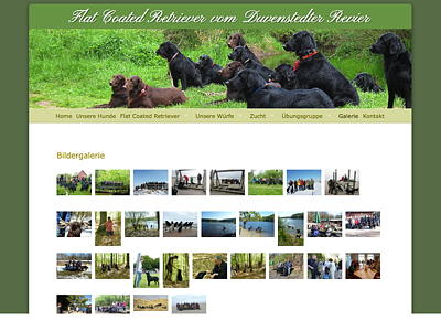 Flat Coated Retriever vom Duvenstedter Revier – Flats aus Hamburg